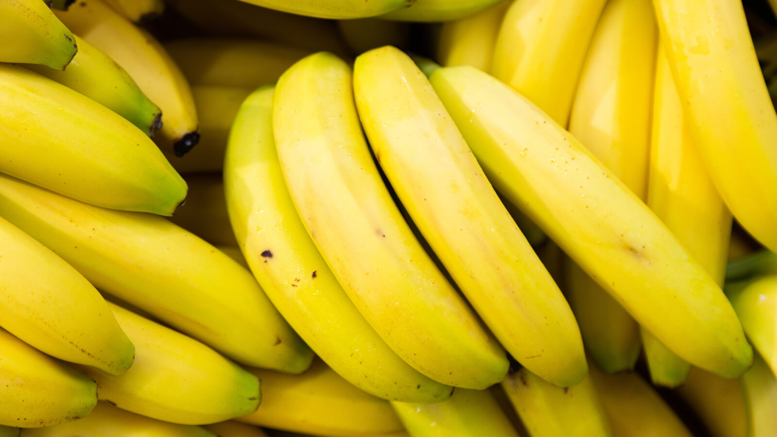 Raw organic cavendish bananas for sale at season market. Rich in vitamins for sustainable healthy diet