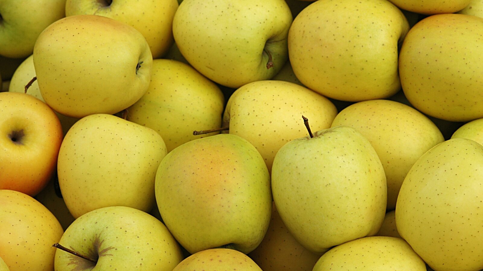 pommes goldens
