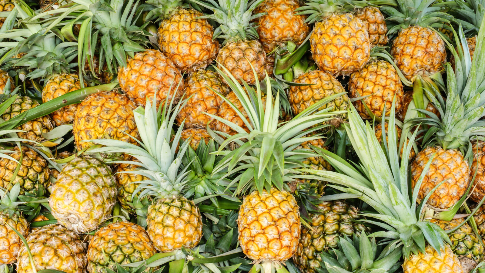 pineapple tropical fruit